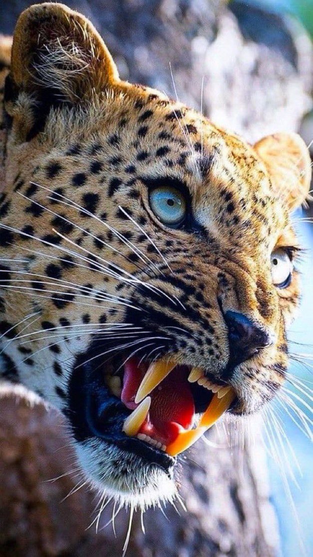 Biologia Braba tweet media