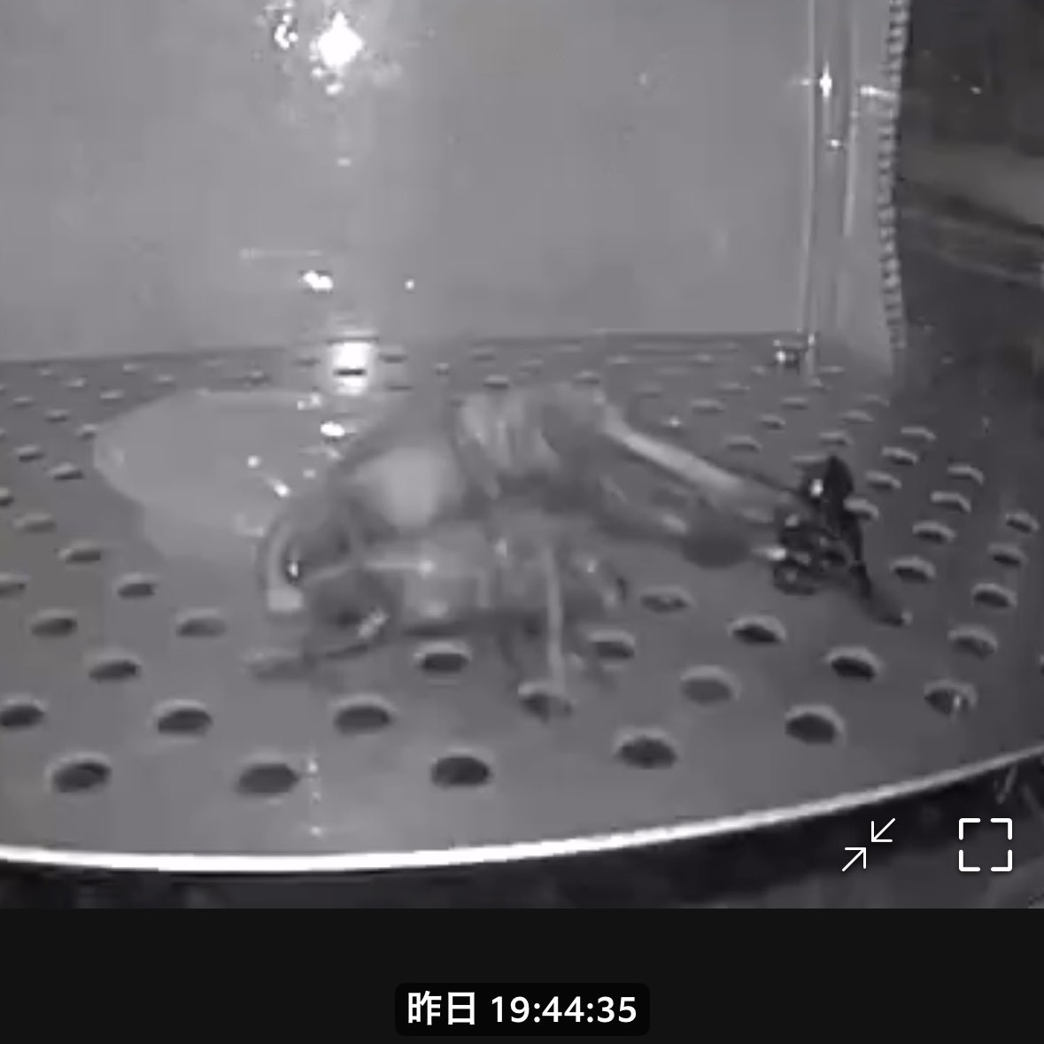 🏴‍☠️89WA【HAKUWA】🏴‍☠️ tweet media