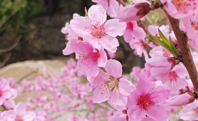 Sun1w1's tweet photo. 春风润泽泰山，繁花绽满古峪。近日，泰山经石峪沿岸数十株桃花盛放，烂漫桃花与千年北齐摩崖刻石相映成趣，勾勒出泰山春日美丽画卷。 https://t.co/50iEFRr716