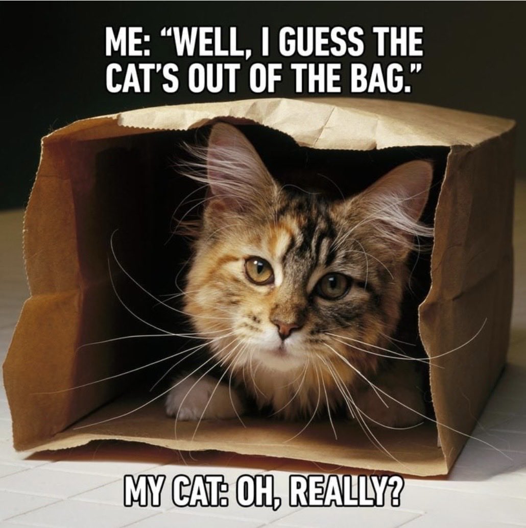 dcd728's tweet image. Joke is on you #mom #Kitty ain’t never leaving that #bag