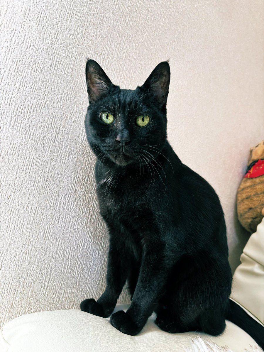 ギンジ tweet media