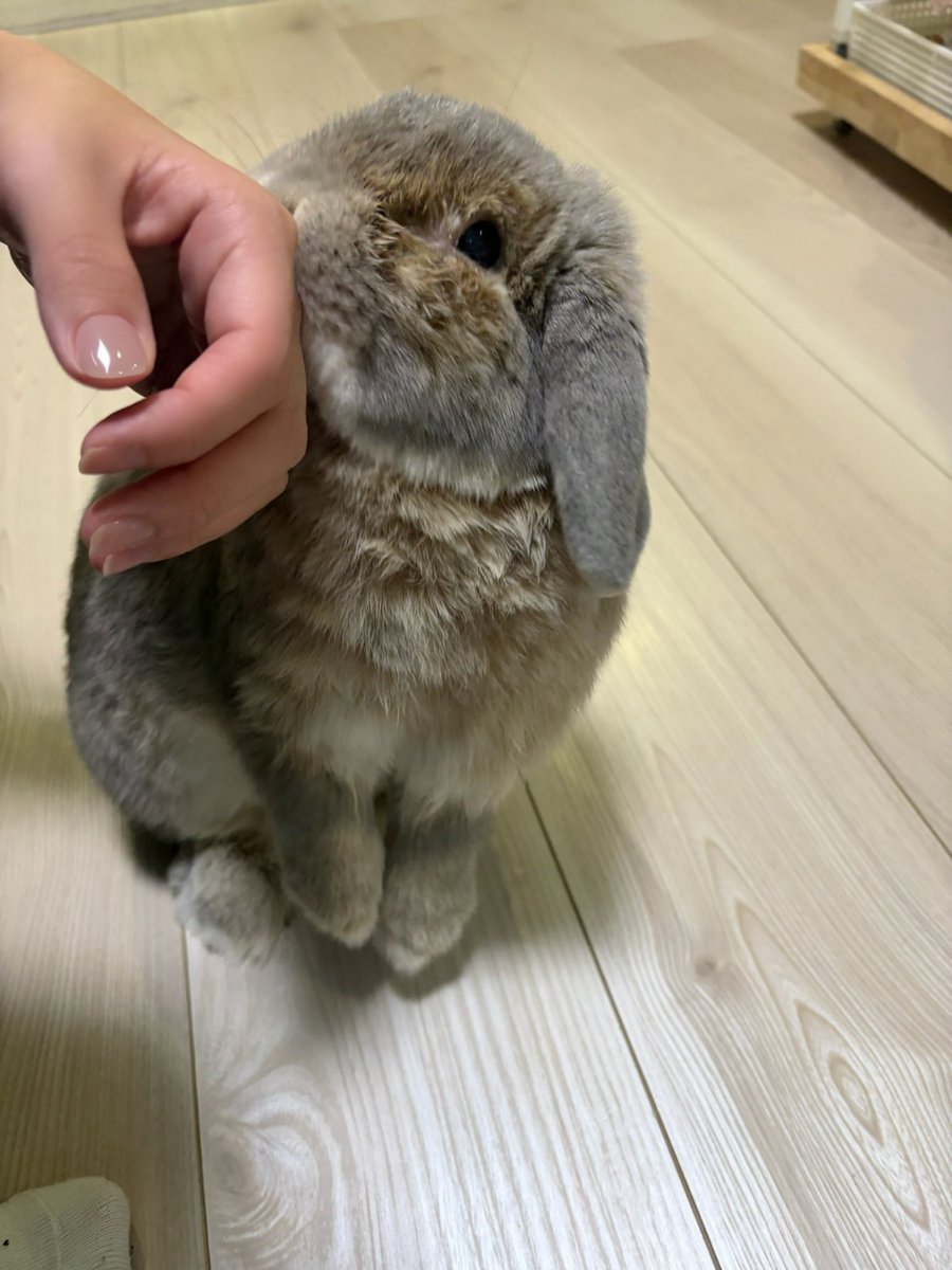 ほしみ tweet media