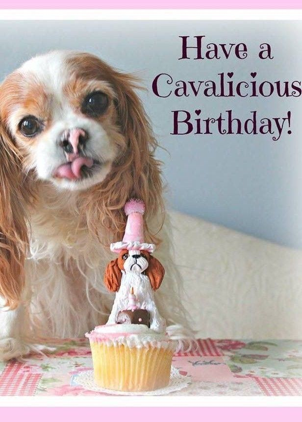 GraceSP811's tweet photo. @arrbee54 Happy 4th B-Day, Isla🩷 https://t.co/c5OawUDxKR