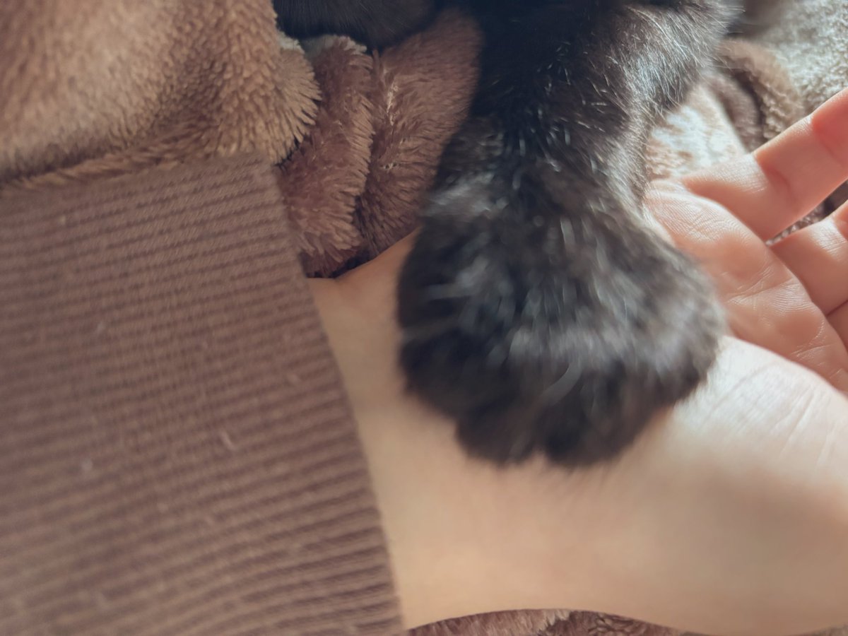 ちゃわ tweet media