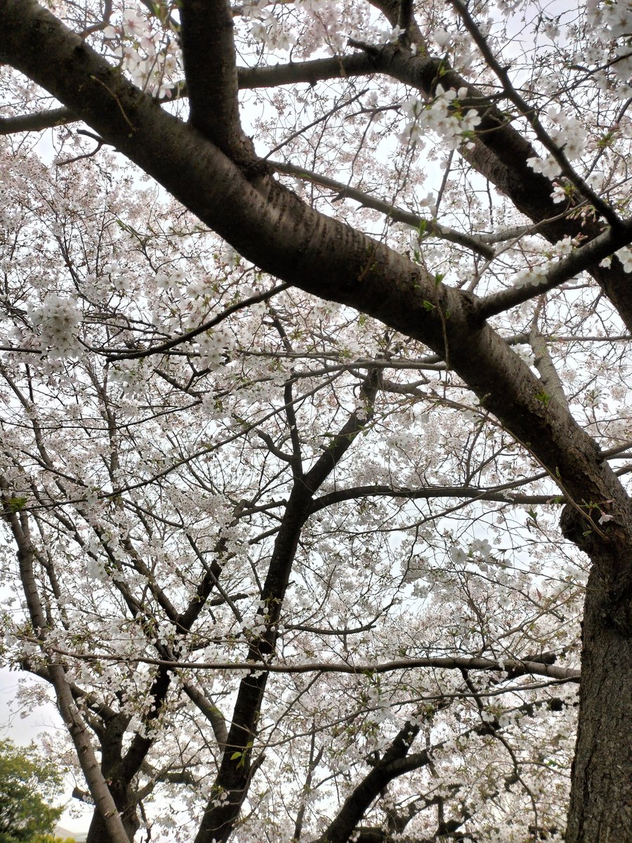 サラ・カイリイ tweet media