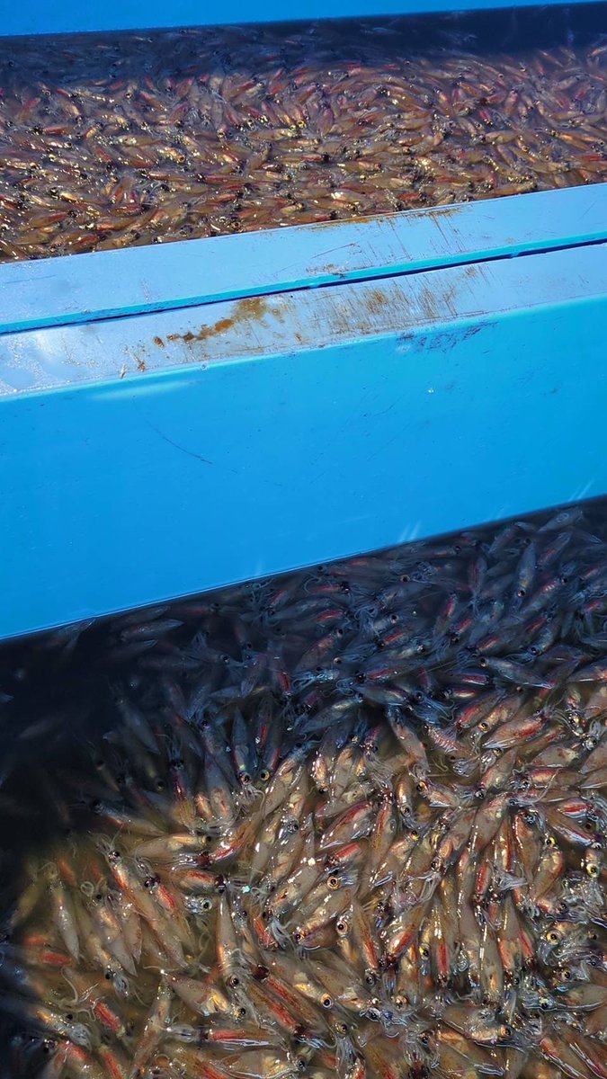 えびよね（蛯米水産加工）塩辛🦑🖤富山 tweet media