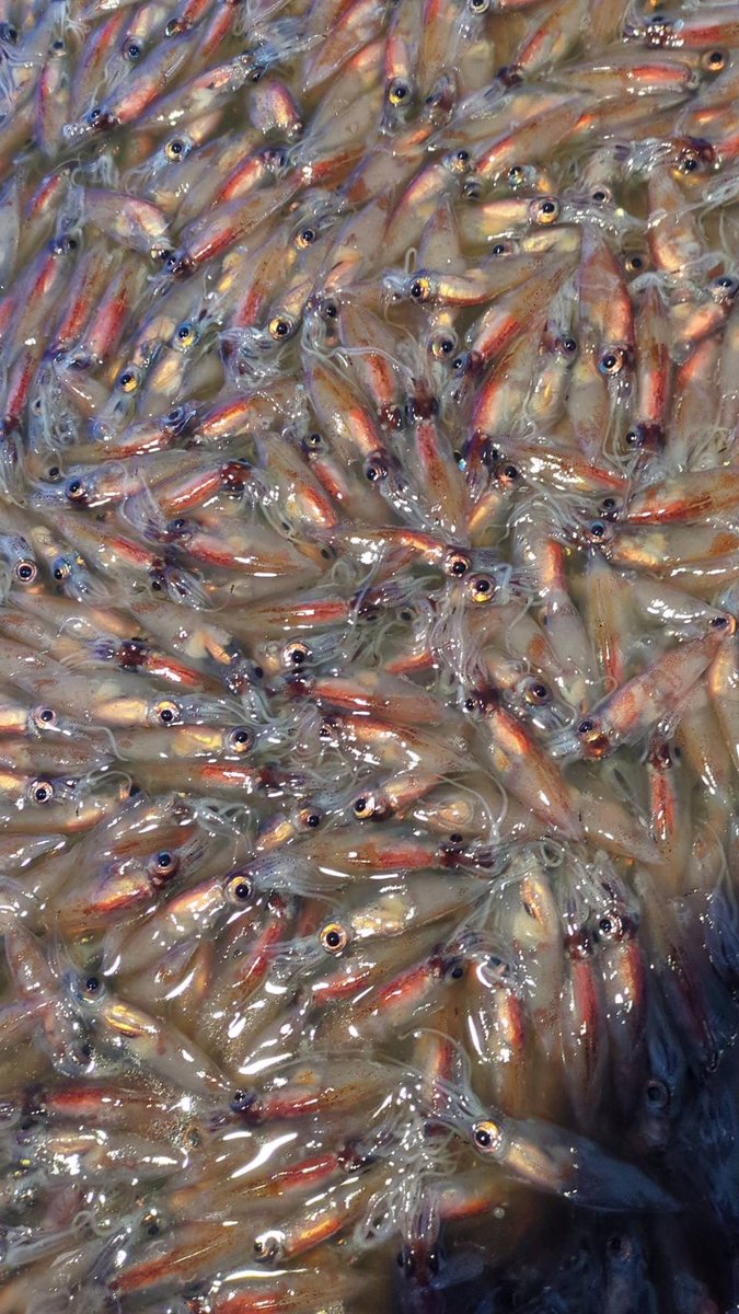 えびよね（蛯米水産加工）塩辛🦑🖤富山 tweet media