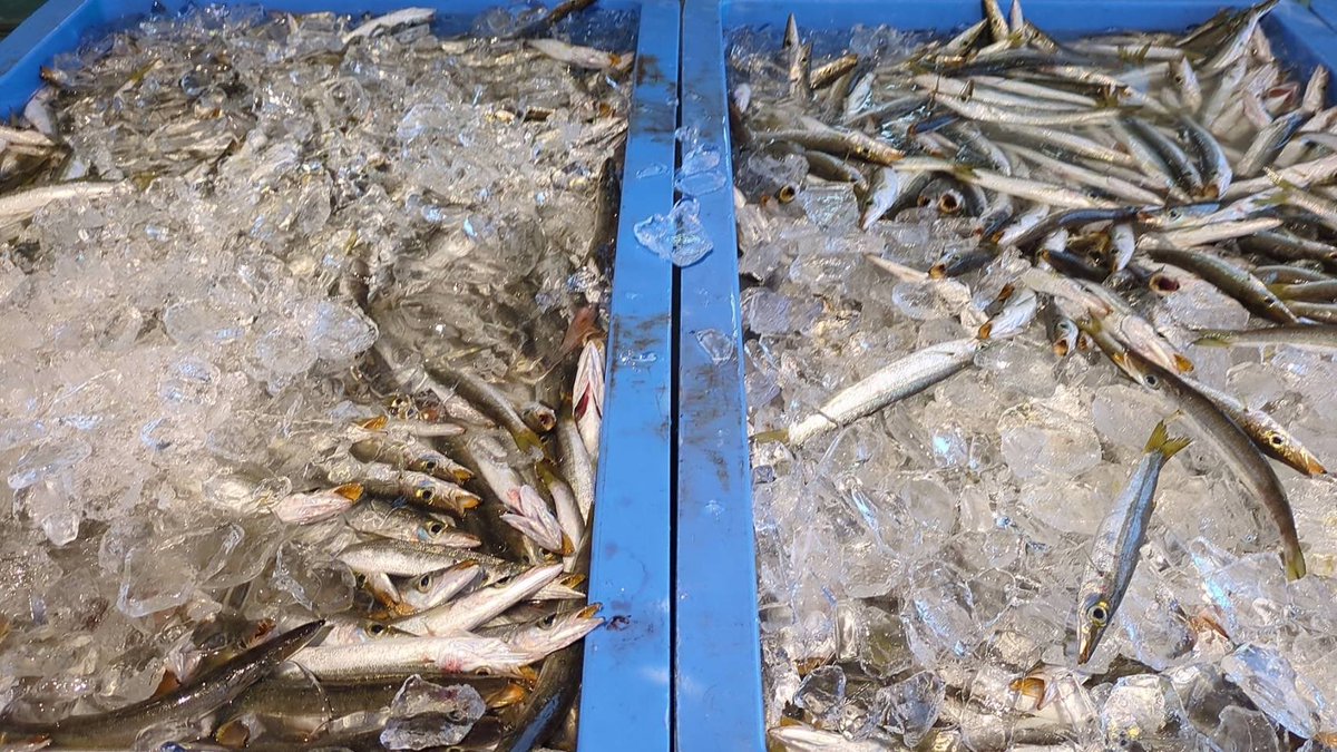 えびよね（蛯米水産加工）塩辛🦑🖤富山 tweet media