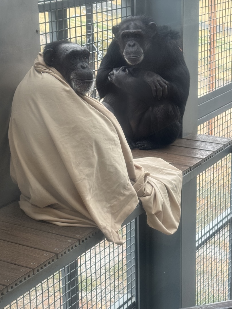 Chimpanzee Sanctuary Northwest tweet media