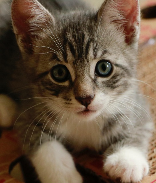 David Phillips tweet media