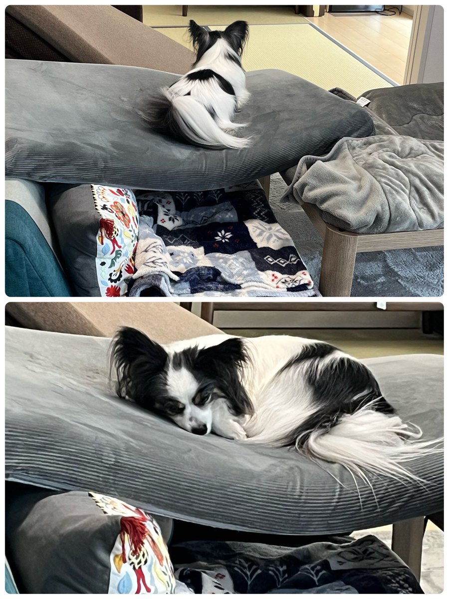 お掃除〜
積んでおくと、とりあえず乗る。
そして、寝る…………🐶