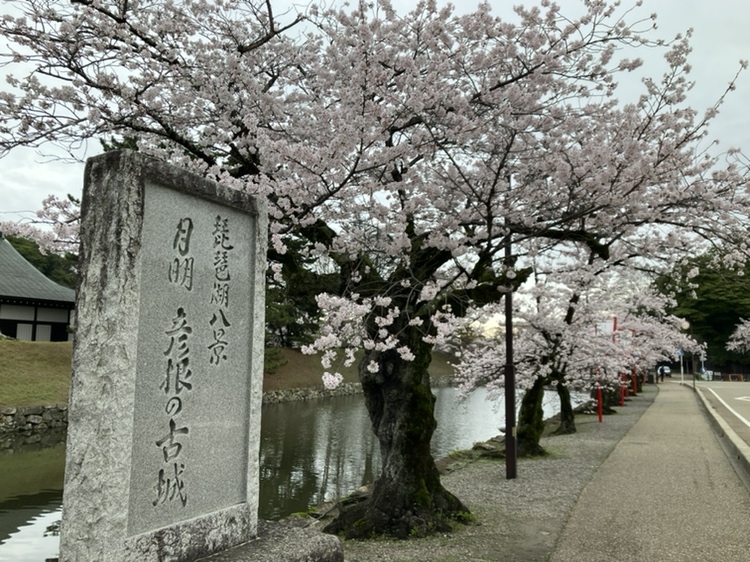 彦根城運営管理センター【公式】 tweet media