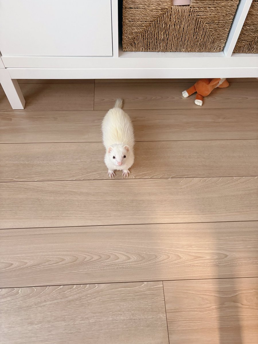 ウユちゃん tweet media