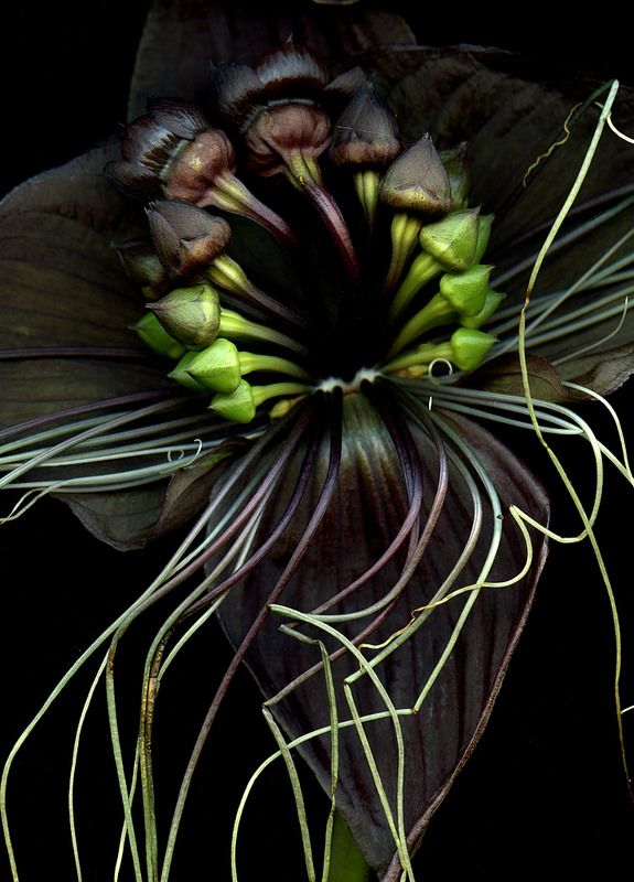 Rubedo Nihil tweet media