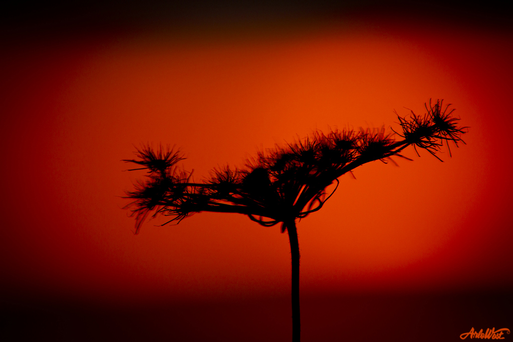 ArloWest's tweet image. Sometimes it's the little things.
#PhotographyIsArt #Maine #Minimalism #sunset