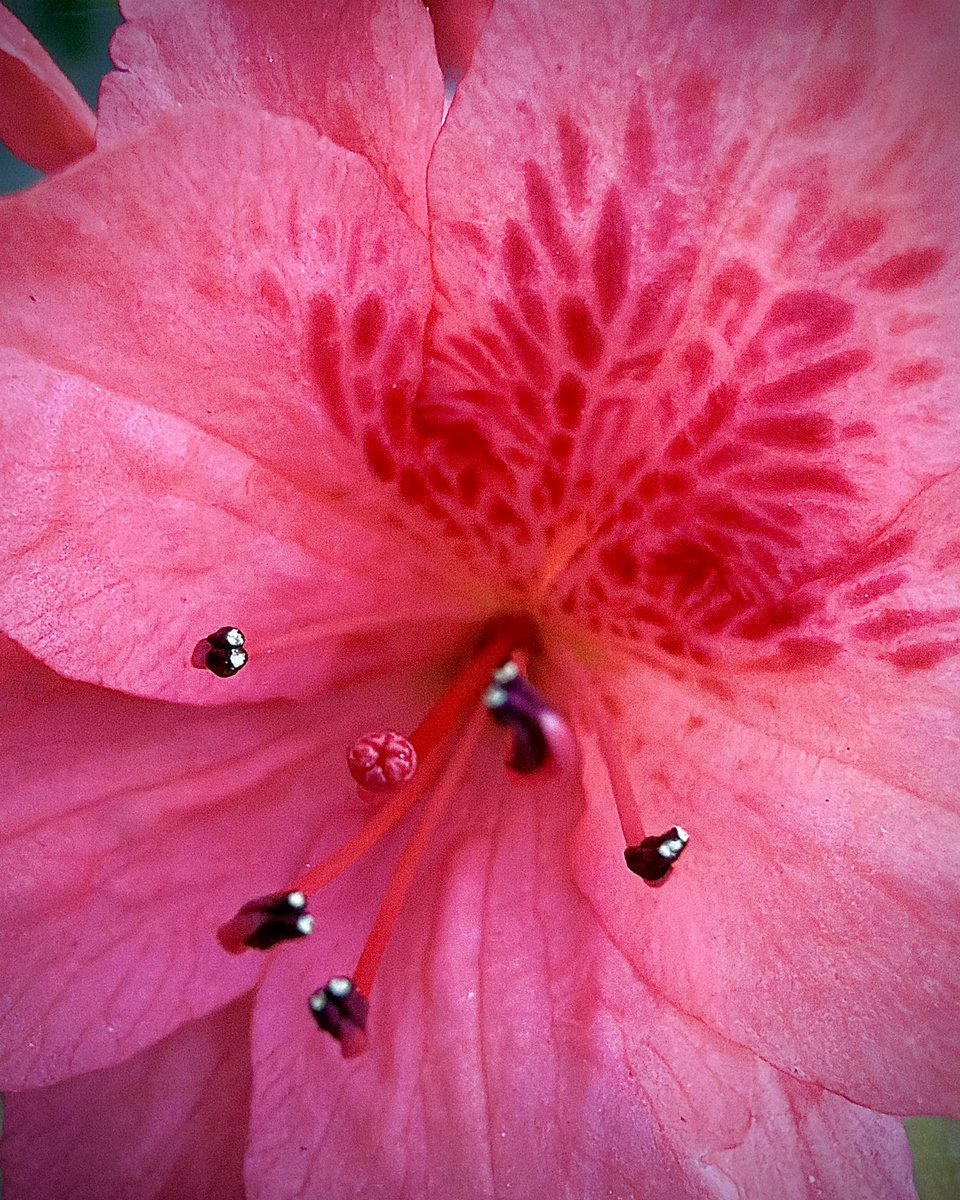 MP_ODay's tweet photo. 🌸 Just a little evening magic on our usual walk tonight. These soft pink azaleas are blooming right along the path like gentle whispers from above—reminding us that beauty finds us exactly where we are. Grateful for these quiet moments of grace that lift the heart and renew the spirit. ✨  

#EveningWalk #GodsArtistry #SimpleJoys #JeepCompass #RoadTrip #TravelPhotogrsphy #iPhonePhotography #TheWorldMustBeExplored
