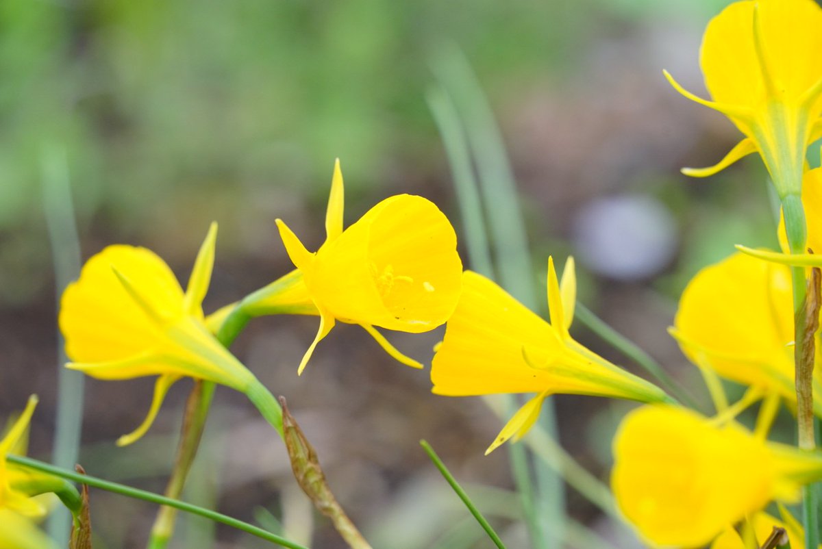 やっしー🍊養生あみぐるみ師🍊 tweet media
