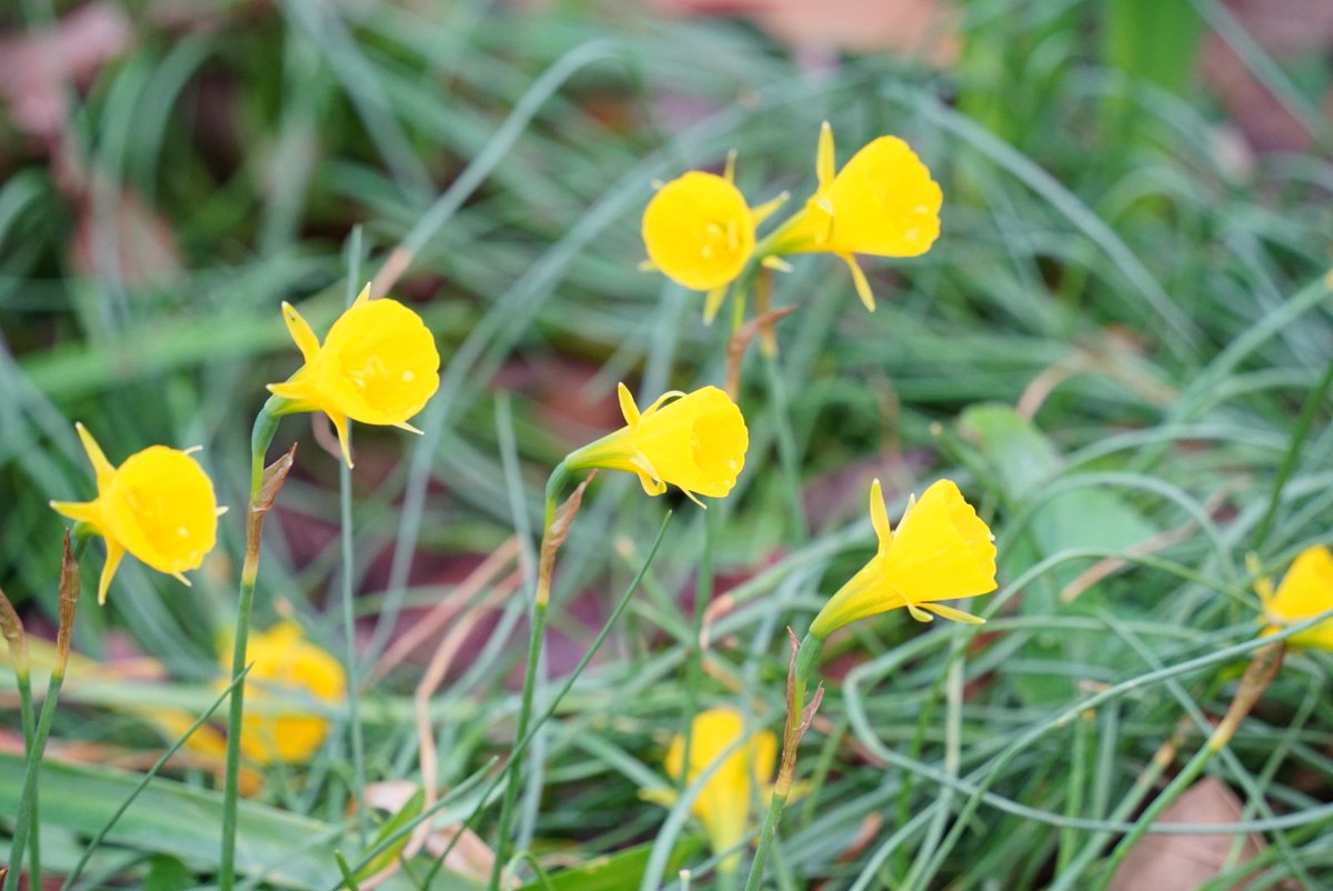 やっしー🍊養生あみぐるみ師🍊 tweet media