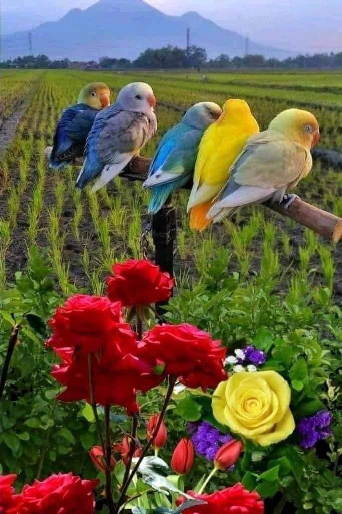 ابراهيم الدبيبي،اعلامي/ نجد tweet media