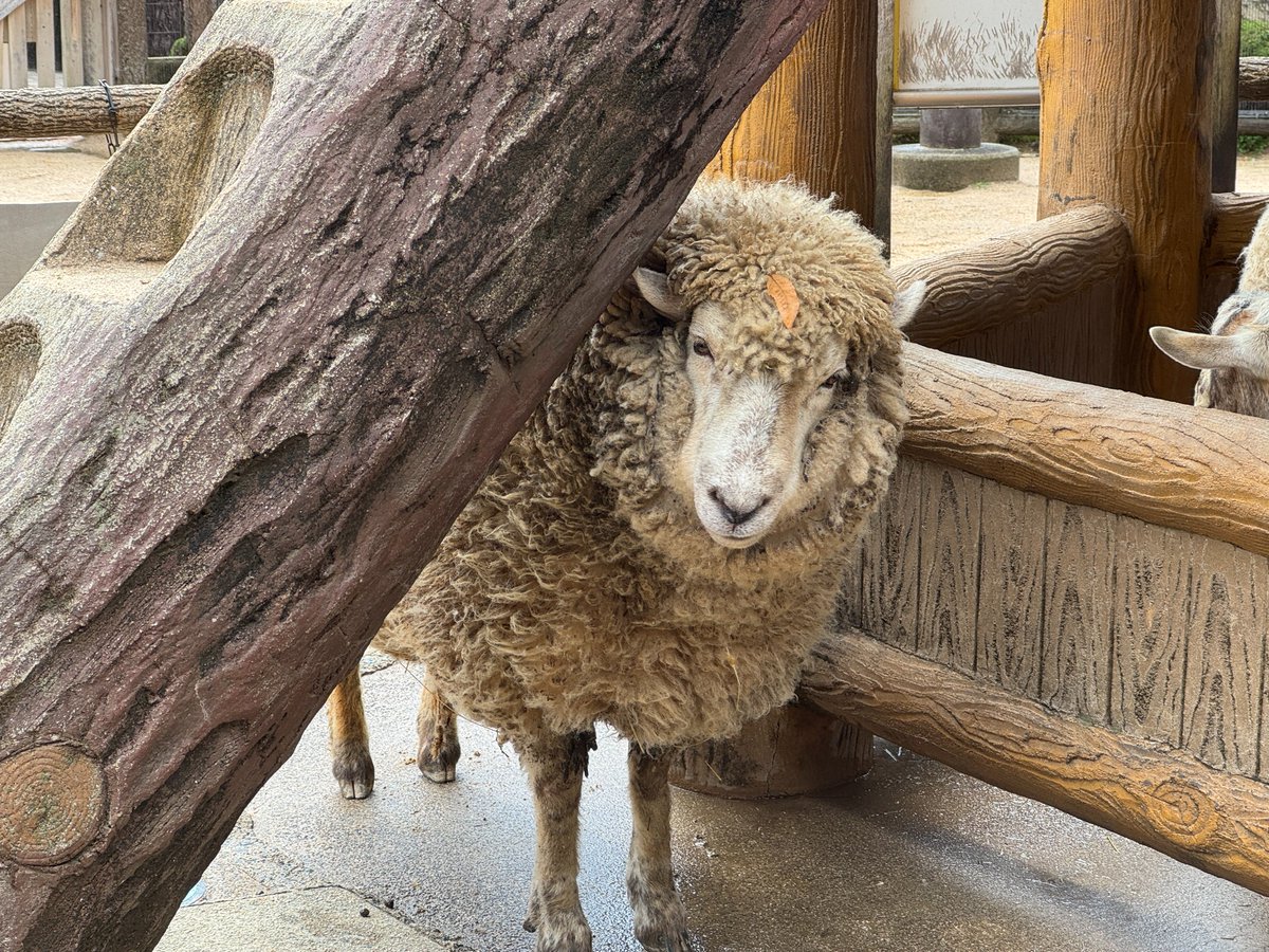 asa_zoo's tweet image. 柱のかげからひょっこりメンマ

頭になにかのってるよ

#zoo　#ヒツジ　#メンマ