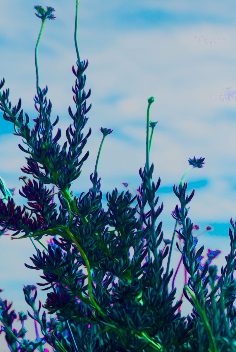 bydavidjohnson's tweet photo. @bydavidjohnson
#_bydavidjohnson #losangelesca 
#digitalphotography #colorphoto
#naturephotography 
#santamonicaca #hollywoodca 
#palmdaleca #sunvalleyca https://t.co/yB56GTVbot