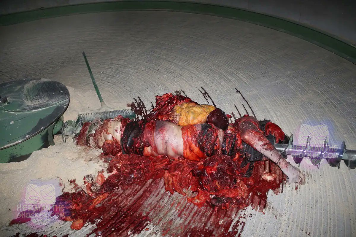 ˚꒰🇫🇷꒱ 𝔍𝔞𝔠𝔬𝔟 𝔬𝔣 𝔤𝔬𝔯𝔢𝔱𝔴𝔱 一緒 tweet media