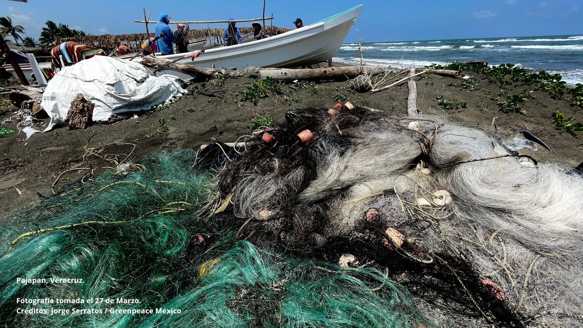 Greenpeace México tweet media