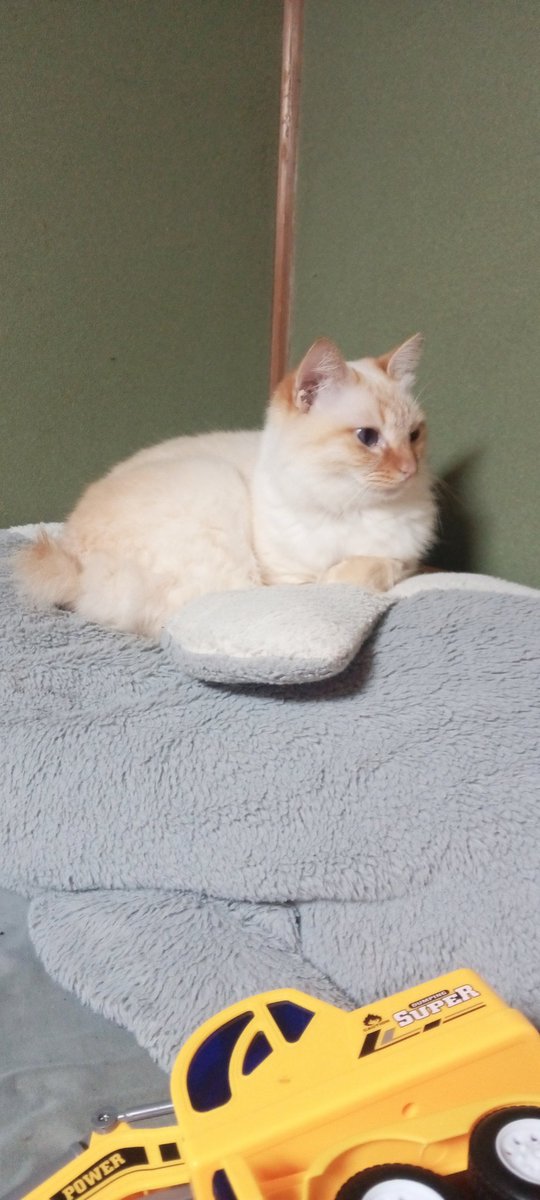 mi7ka24's tweet photo. #エイプリルフール
#猫

我が家の��の名前フルネームはじんのすけ
性別は雄　　

この中に嘘あるよ
答えはお昼くらいに話すよ https://t.co/Byo0FIm4yh