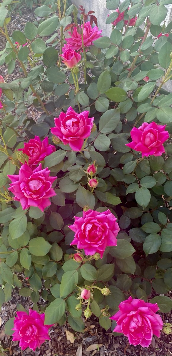 jlVickers47's tweet photo. #RoseWednesday #WednesdayRose #Knockouts brighten the day. π©· https://t.co/KcDVYxfBGA