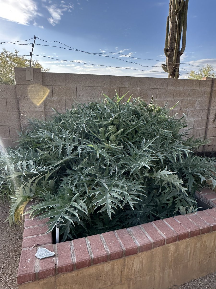 Kay Mortensen tweet media