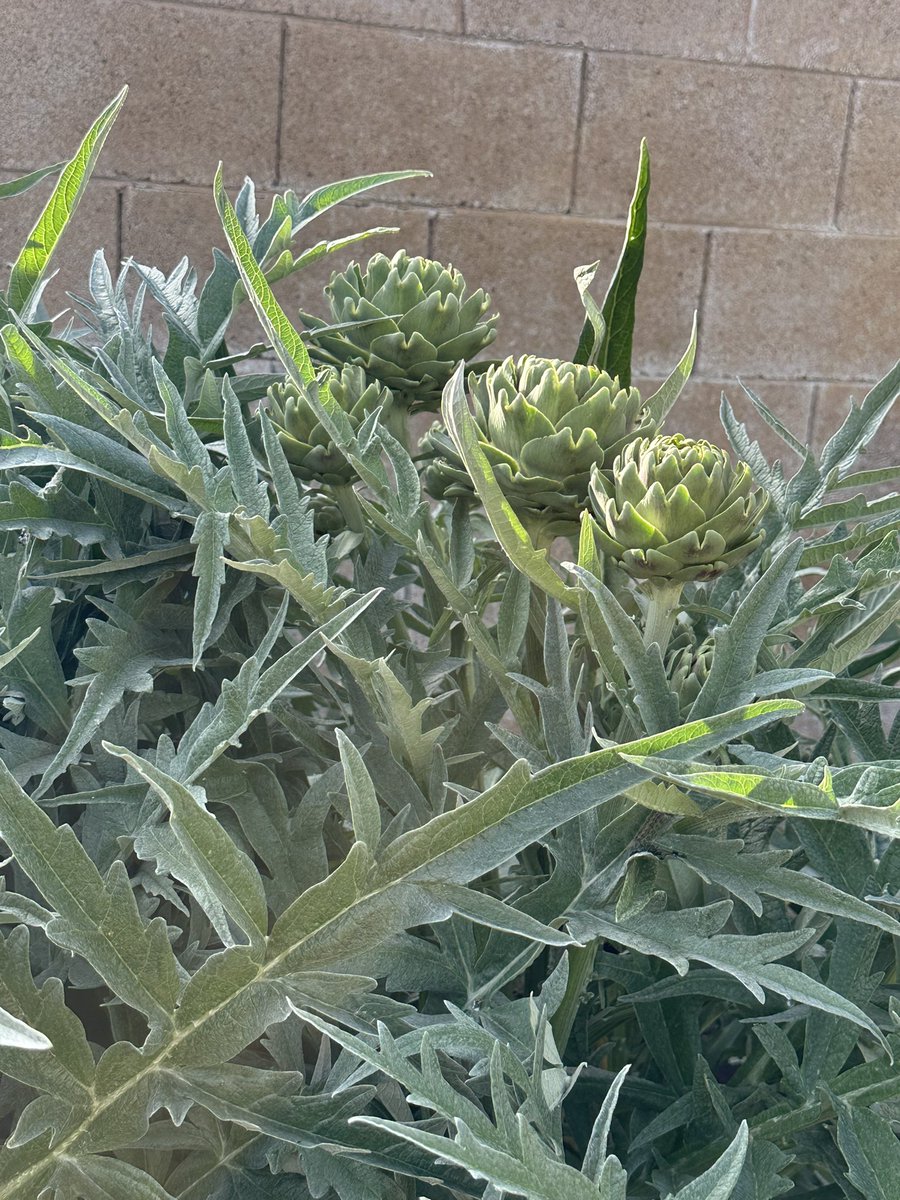 Kay Mortensen tweet media