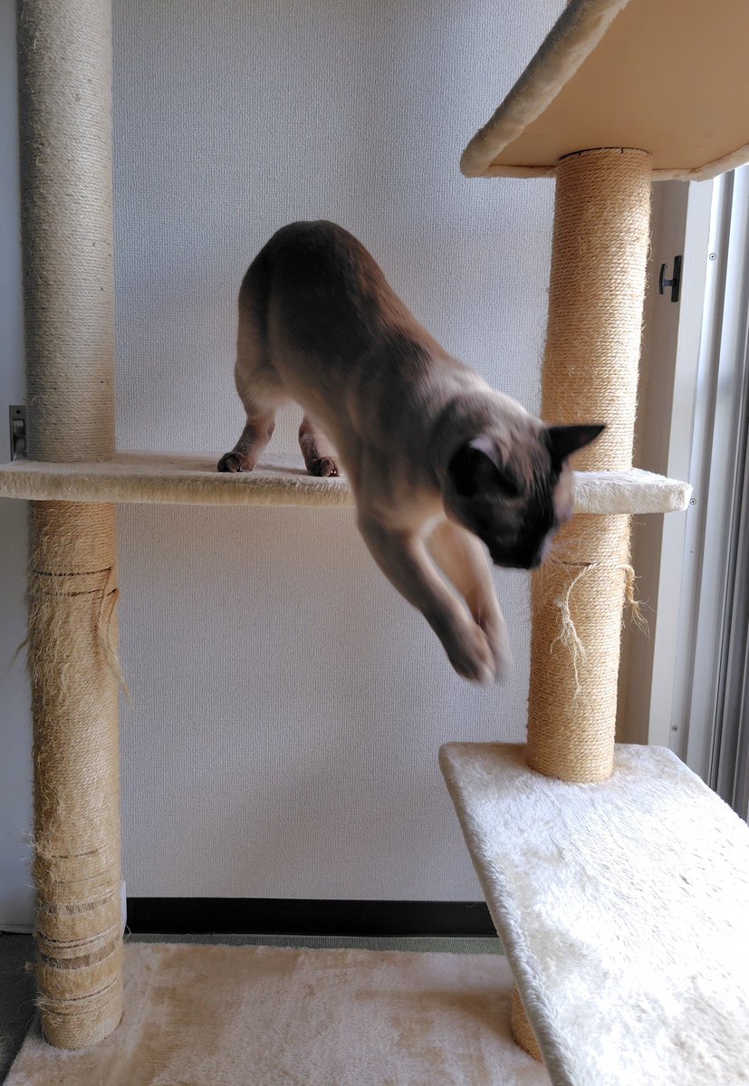 おはようございます🐾
今朝のモチモチなキスケです。