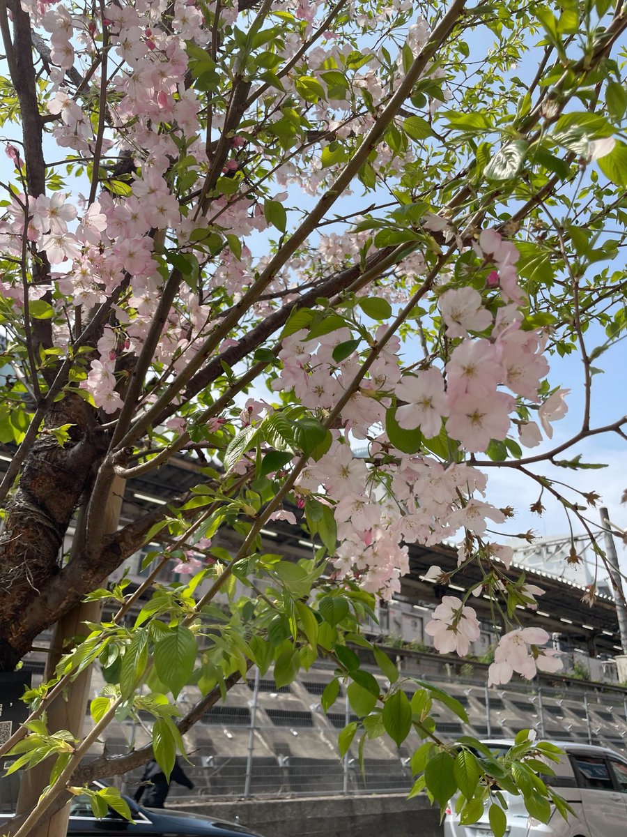 アイリスチトセ株式会社【公式】 tweet media