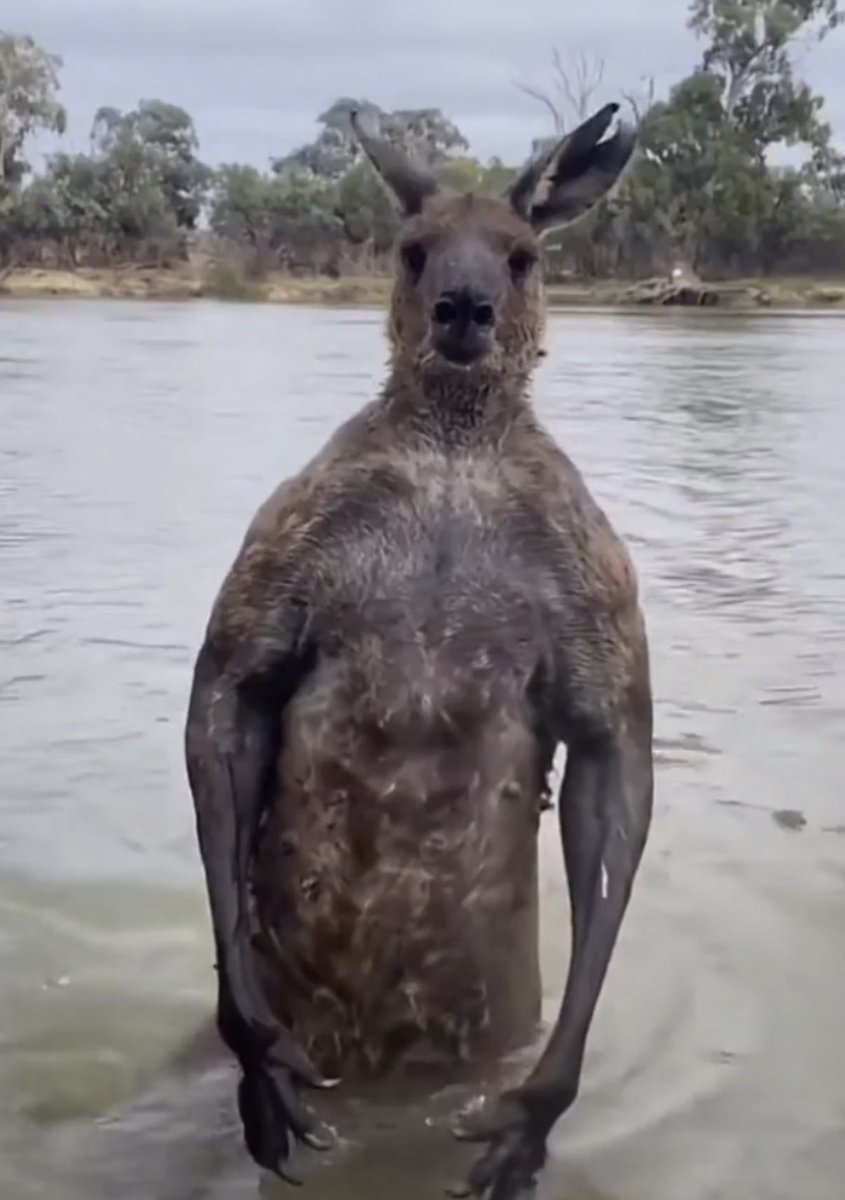 satchmahoney's tweet image. What are these things? #roidrabbit #wtf #whatisit #twitter