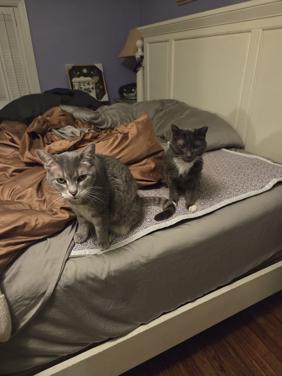 🪬Autonomous Allie Zone🪬Ⓥ tweet media