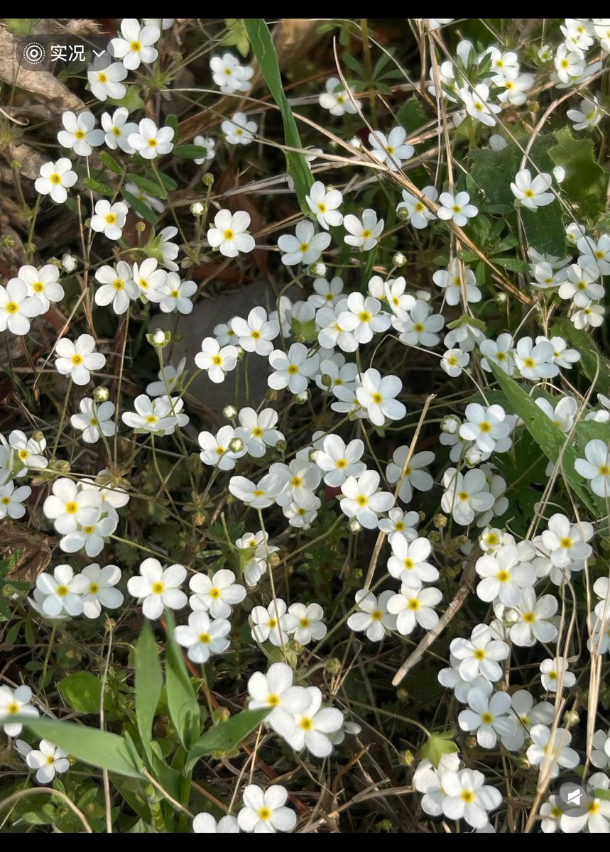 Anthear7's tweet photo. #plants 松林间的白色地毯～点地梅^-^～ https://t.co/SOZxbLM2ZB