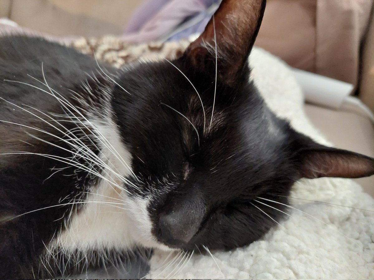 BlackCheckShirt tweet media