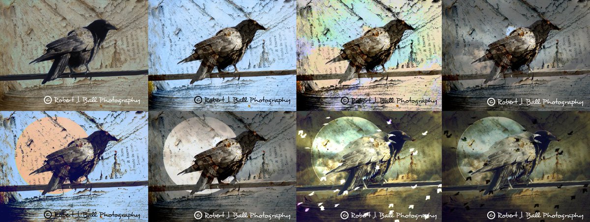robjoeball's tweet image. My work on a crow image I created last night... #artist #photography #photoediting #makingart #crowart