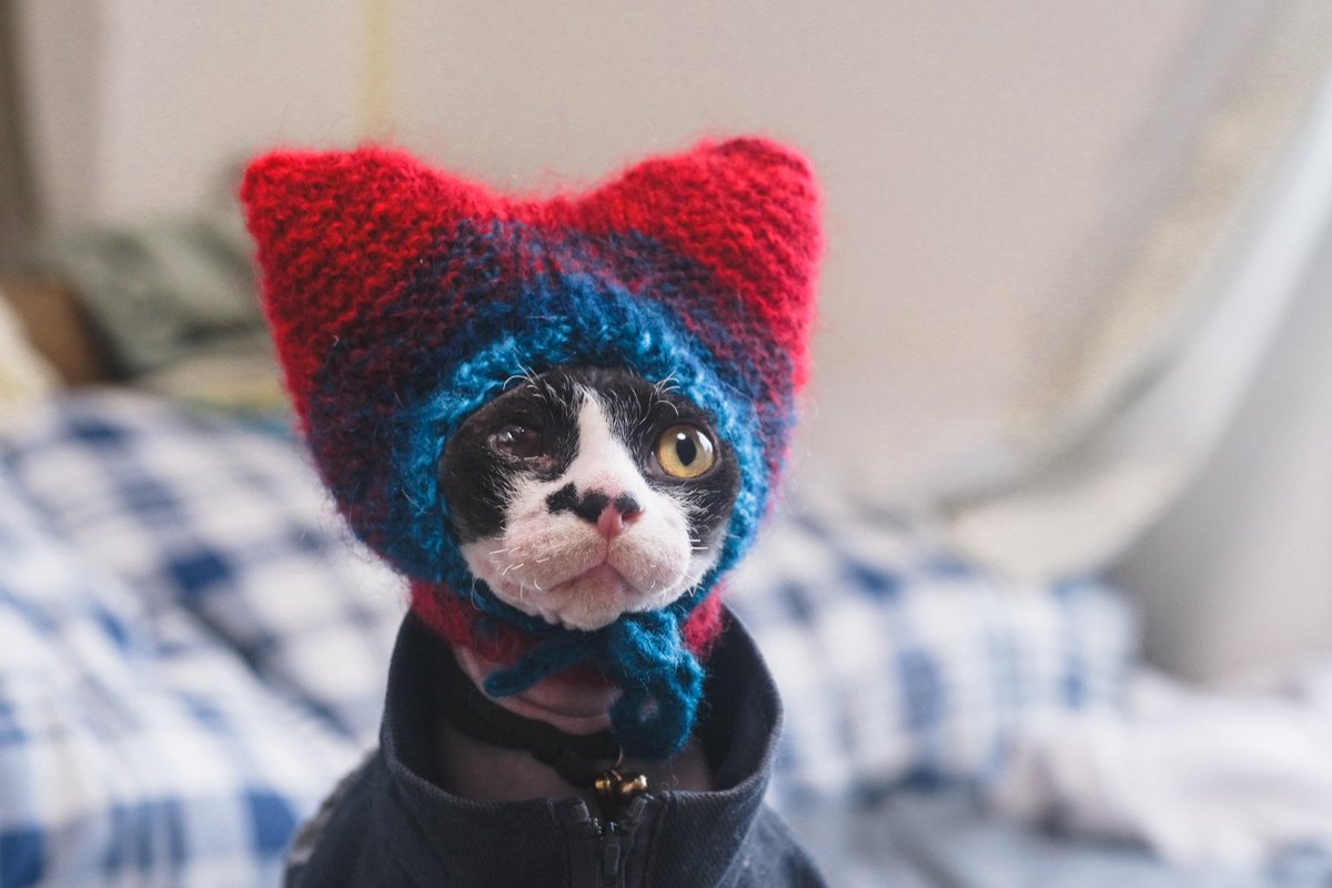 うちの猫。 tweet media