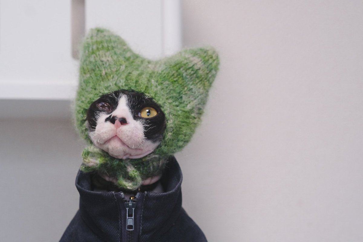 うちの猫。 tweet media