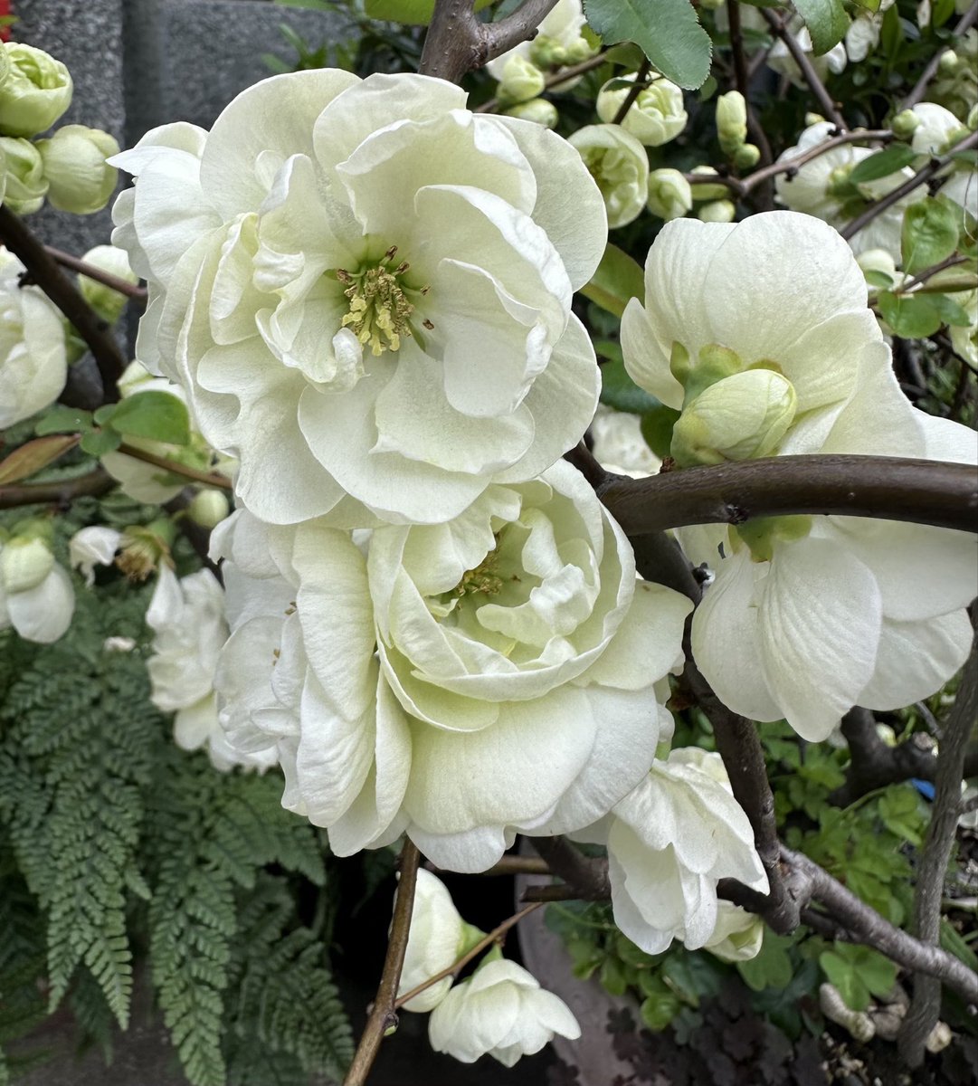 takumi.ミゼット tweet media