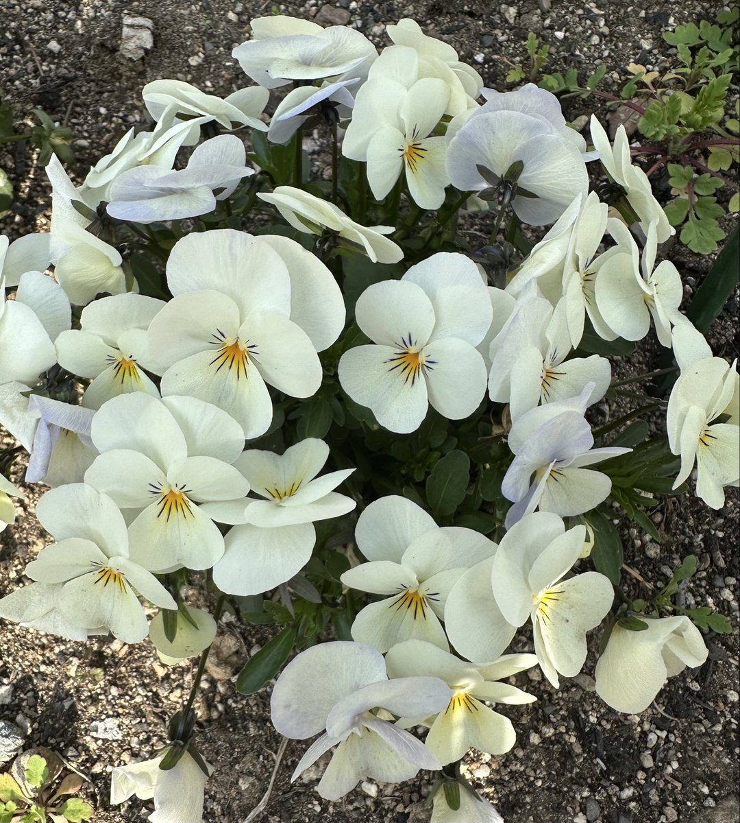 takumi.ミゼット tweet media