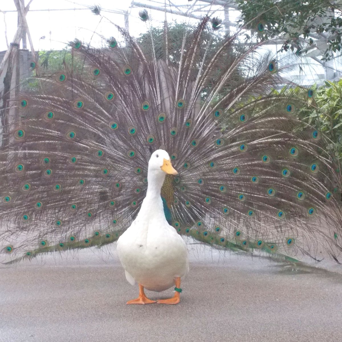 松江フォーゲルパーク tweet media