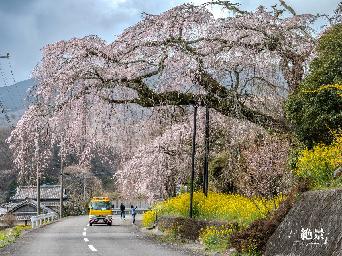 goro_man's tweet photo. 安楽寺枝垂れ桜　見頃です。
#安楽寺
2026.3.31 https://t.co/ZN4xxpBIsG