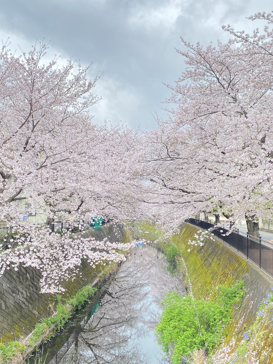 いつものです🌸