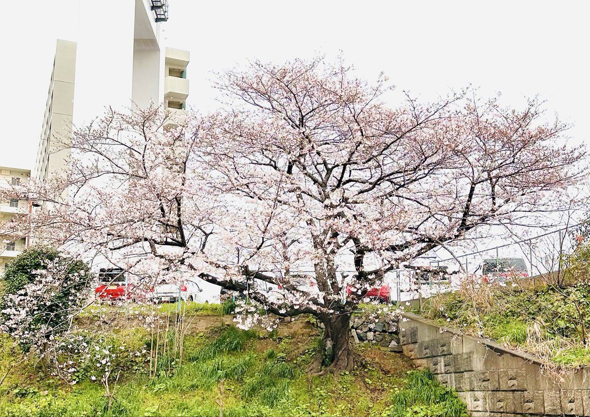 solnet_jp's tweet photo. おはようございます😃
4/1 しっとり☁️です

今日は入社式✨
グループ全体の入社式が
東京で行われます

当社新入社員のみんな

＼🎉ようこそ🎉／
＼ソルネットへ！／
（東京に届け！）

研修終えて
一緒に仕事できる日を
楽しみに待ってます♪😊

#企業公式が毎朝地元の天気を言い合う https://t.co/2AoVEue8uW