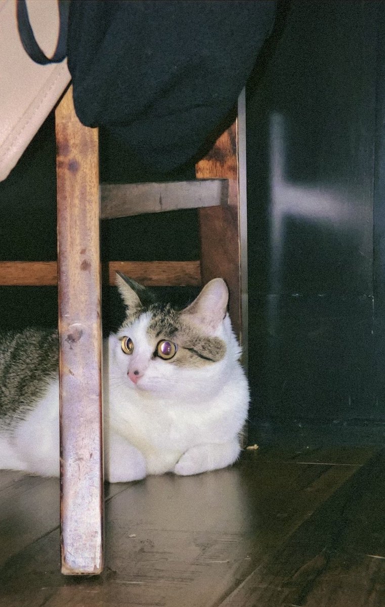 kotanook_'s tweet photo. @Locutus84904647 Helloooo! Do you have any pets and pictures of them? If not then a favorite animal will do! Here’s mine in return! Her name is Nani <3 https://t.co/88DLjGWIfZ