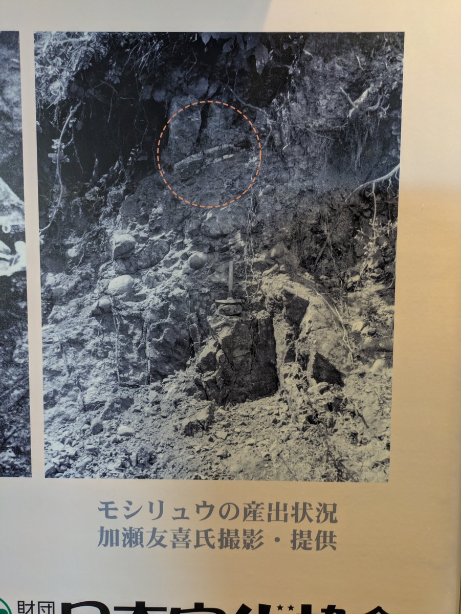 Iwahaku's tweet photo. 当館には、「日本で最初に見つかった恐竜の化石」について、その恐竜とマメンキサウルスとの関係について紹介する展示があります。いつの時代も、新たな発見のニュースには心が躍りますね。 https://t.co/CTSO0bNruI