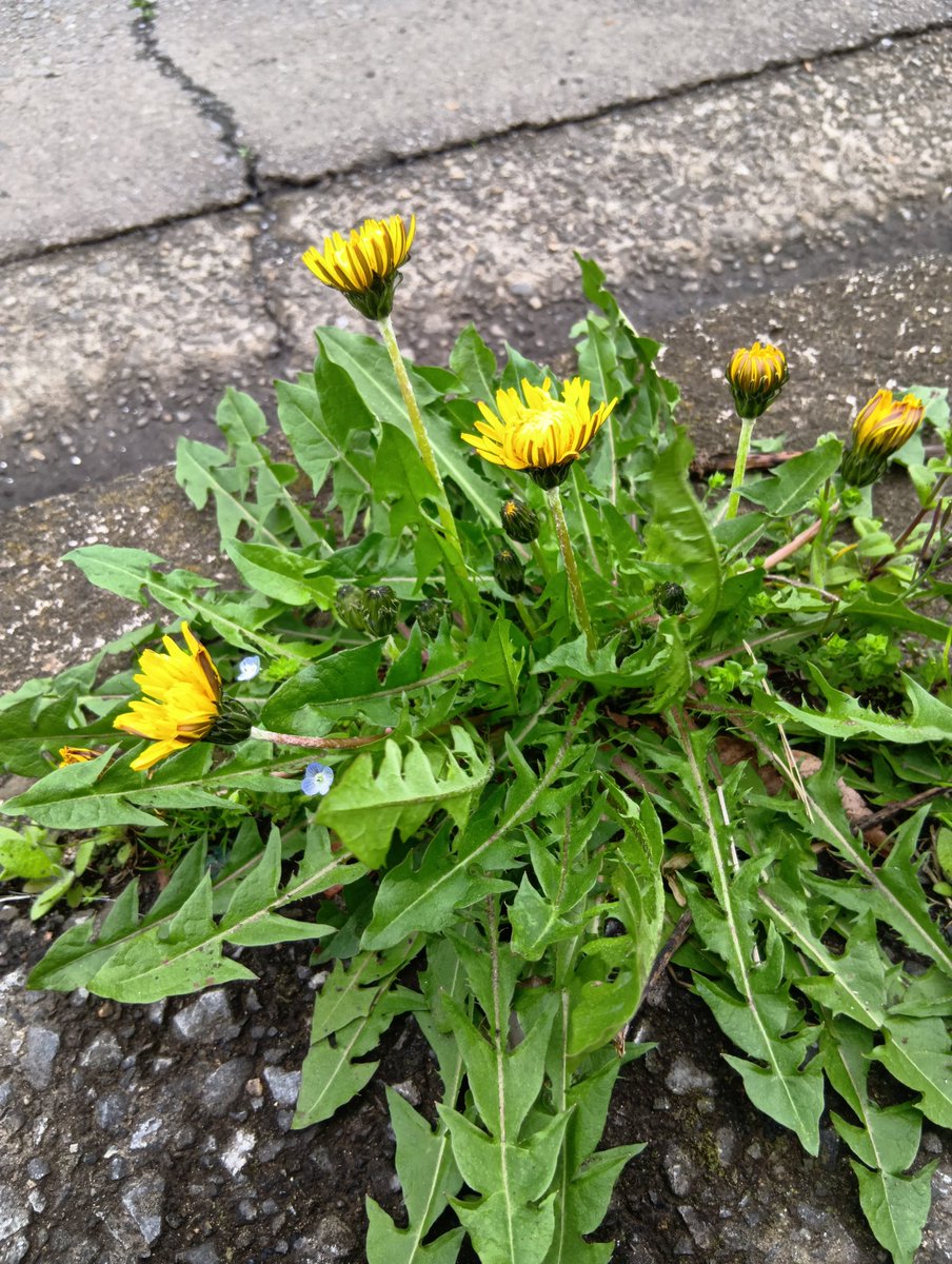 あんず tweet media