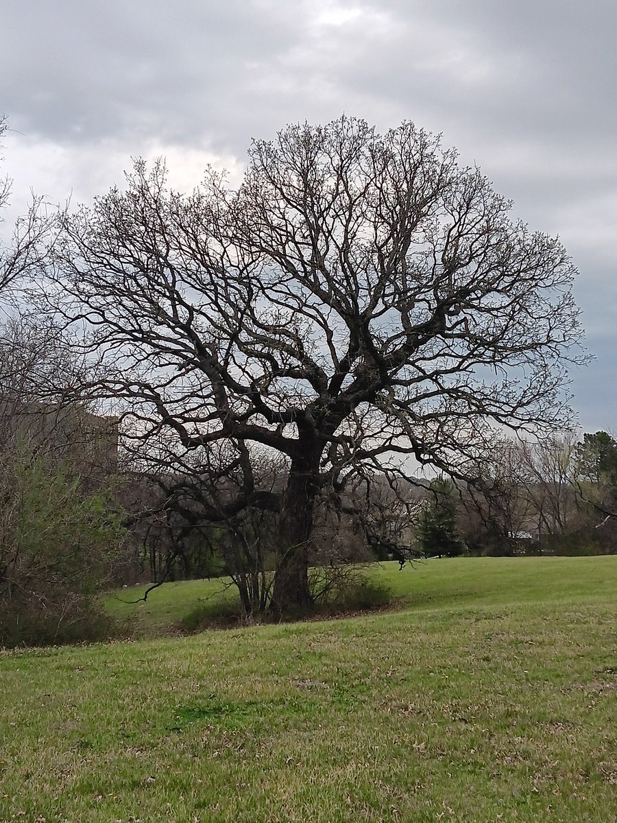 Lawrence Hamtil tweet media